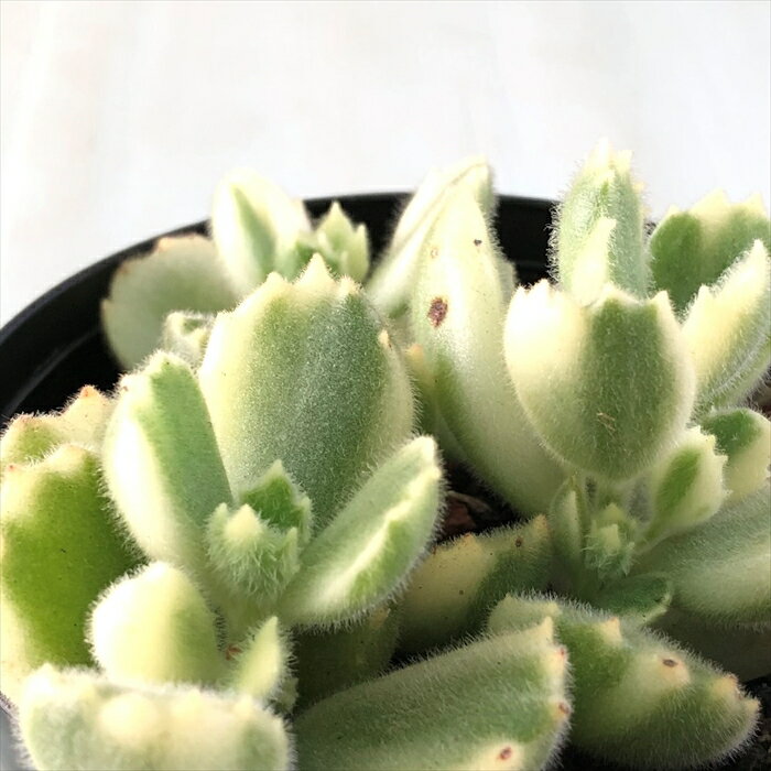 多肉植物 sdコチレドン 熊童子錦 コグマの手袋 9cmポット 多肉植物 コチレドン クマドウジニシキ ミニ観葉植物のサムネイル