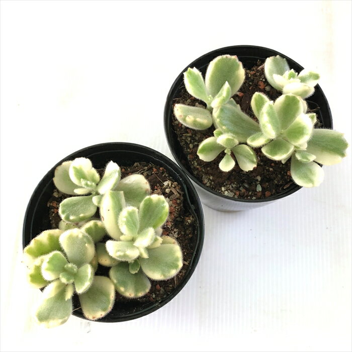 熊童子の育て方 気になる増やし方や寄せ植え 枯れない上手な栽培方法を解説 Kurashi No