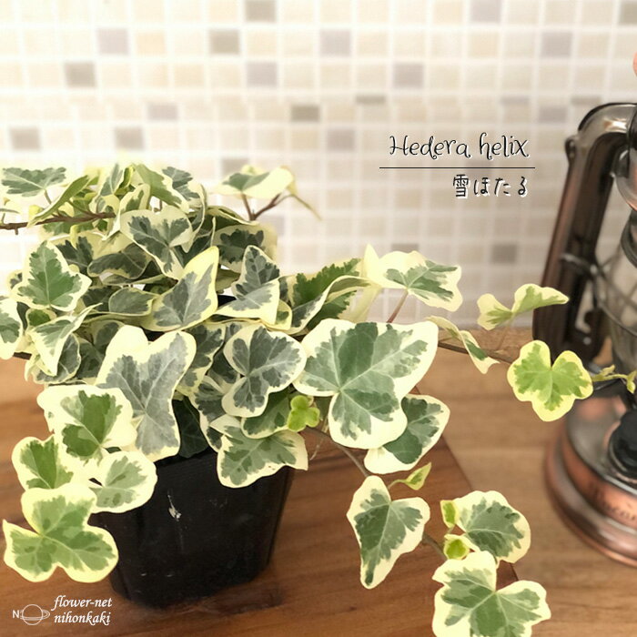 観葉植物 ヘデラ 雪ほたる ユキホタル 9cmポット アイビー 斑入りヘデラ 観葉植物 小型 小さい 室内 贈り物 プレゼント インテリア おしゃれ 登録品種