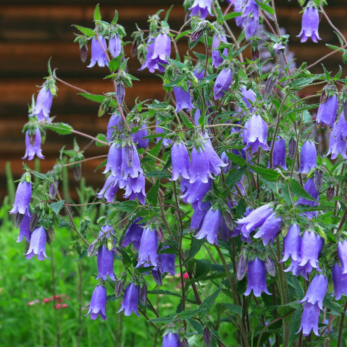 予約販売 カンパニュラ サマータイムブルー 11cm角ポット 宿根草苗 ガーデニング 多年草 oom 4月下旬以降発送のサムネイル