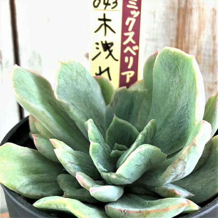 多肉植物 oriミックスベリア No.043 木洩れ日 多肉植物 おらいさん苗 送料無料 エケベリア 6cmポットのサムネイル