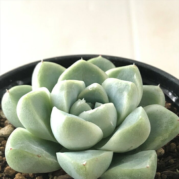 多肉植物 hmエケベリア ケッセルリンギアナ 多肉植物 エケベリア 6cmポットのサムネイル