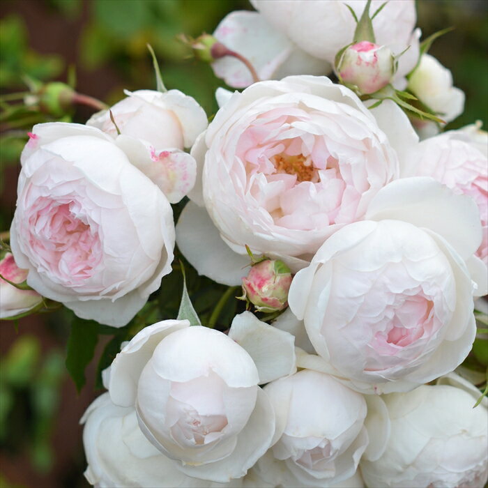 予約販売 バラ 苗 バラ 新苗 河本バラ園 アリエッタ 品種登録出願中 四季咲き 薔薇 ばら 送料無料 白 ..