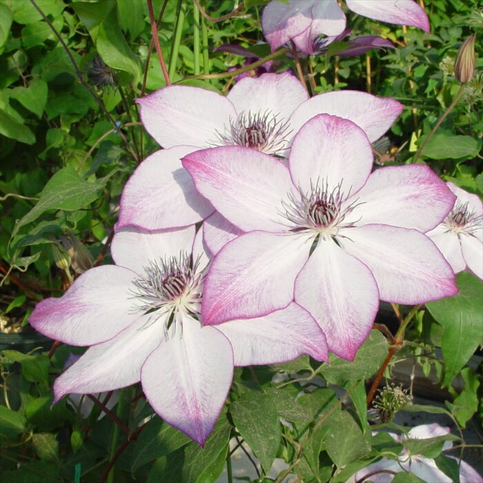 予約販売 クレマチス 苗 フォンドメモリー フロリダ系 落合さんのクレマチス 2年生苗 10.5cmポット och..