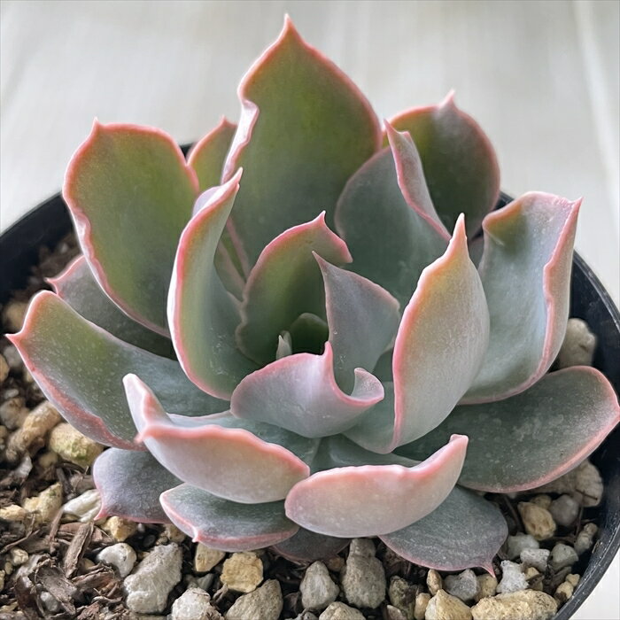 多肉植物 skエケベリア ブルーヘロン 多肉植物 エケベリア 7.5cmポットのサムネイル