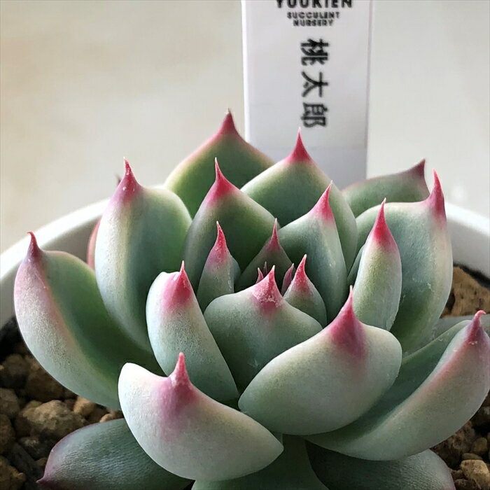 多肉植物 yukエケベリア 桃太郎 多肉植物 優木園さんの苗 エケベリア 6cmポットのサムネイル