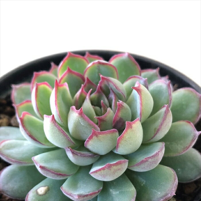 多肉植物 hmエケベリア ドリームローズ 多肉植物 エケベリア 6cmポットのサムネイル