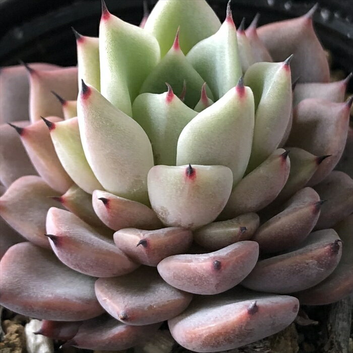 多肉植物 hmエケベリア ギルバのバラ 多肉植物 エケベリア 6cmポットのサムネイル