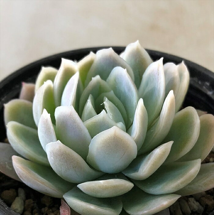 多肉植物 hmエケベリア ピンクネーション 多肉植物 エケベリア 6cmポットのサムネイル