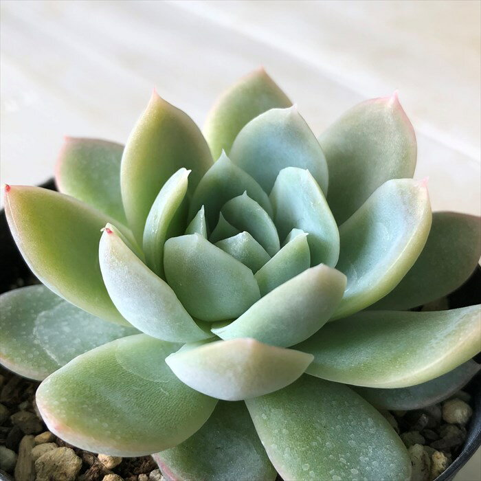 多肉植物 skエケベリア ゴーストバスター 多肉植物 エケベリア 7.5cmポット