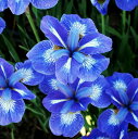 予約販売 シベリアアヤメ 苗 星占い 13.5cmポット 菖蒲 綾目 あやめ 多年草 ガーデニング 花苗 宿根草 imk 11月上旬以降発送