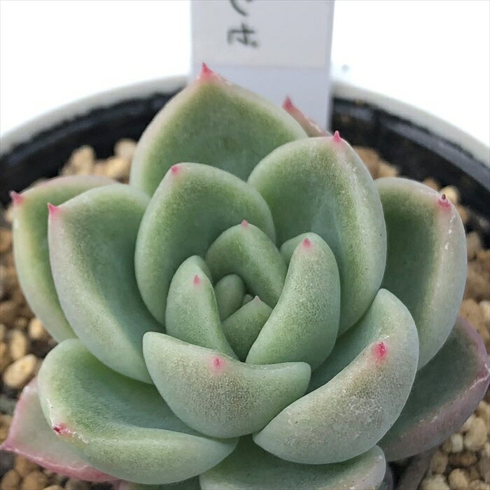 多肉植物 yukエケベリア ギルバ×ラウリンゼ 多肉植物 優木園さんの苗 送料無料 エケベリア 6cmポットのサムネイル