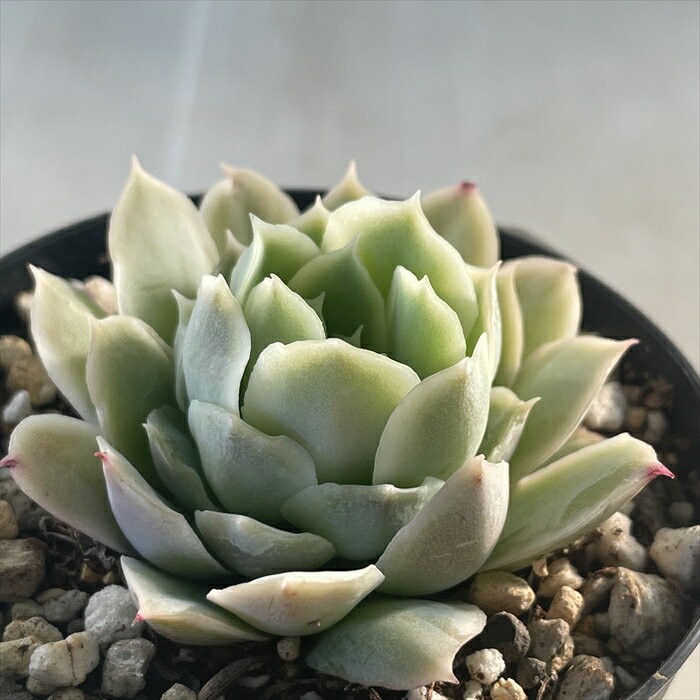 多肉植物 skエケベリア ルッツ 多肉植物 エケベリア 7.5cmポットのサムネイル