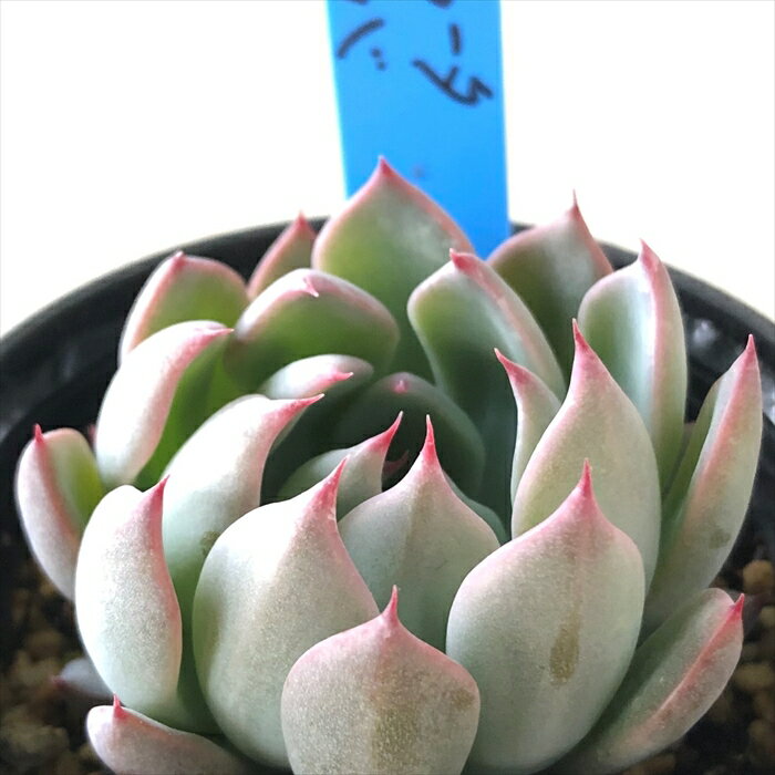 多肉植物 oriエケベリア コロラータ×ノバ 多肉植物 おらいさん苗 送料無料 エケベリア 6cmポットのサムネイル