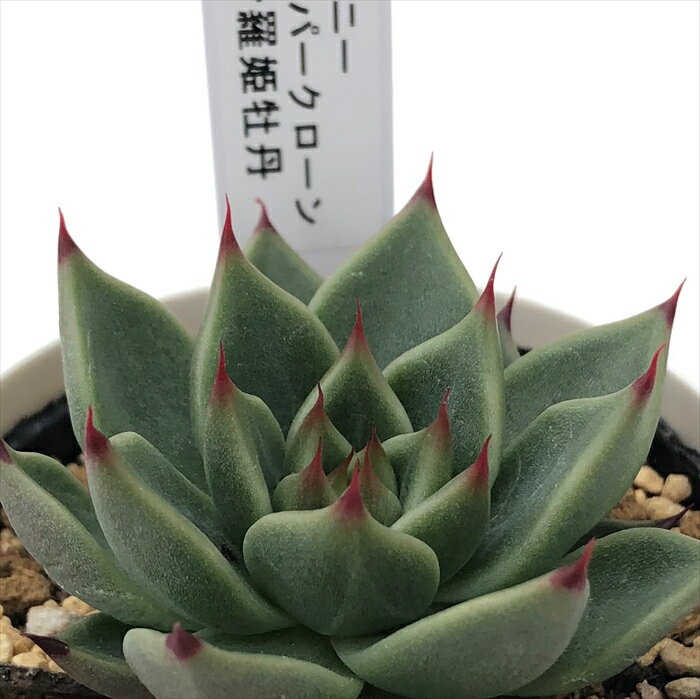 多肉植物 yukエケベリア エボニースーパークローン×沙羅姫牡丹 多肉植物 優木園さんの苗 送料無料 エケベリア 6cmポットのサムネイル
