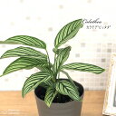 観葉植物 カラテア ビッタタ 4号鉢 観葉植物 小型 小さい 室内 贈り物 プレゼント インテリア おしゃれ