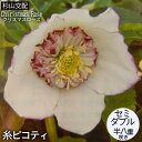 予約販売 クリスマスローズ苗 セミダブル 糸ピコティ 杉山交配 9cmポット 宿根草 ガーデニング sgy 9月中旬以降発送