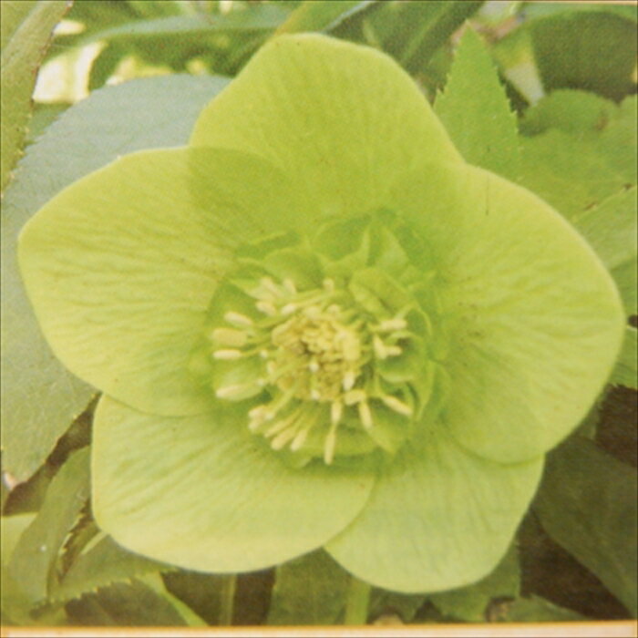 クリスマスローズ苗 セミダブル グリーン 杉山交配 9cmポット 宿根草 ガーデニング sgy