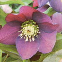予約販売 クリスマスローズ苗 開花見込大株 シングル パープル 杉山交配 12cmポット 宿根草 ガーデニング sgy 9月中旬以降発送(4)