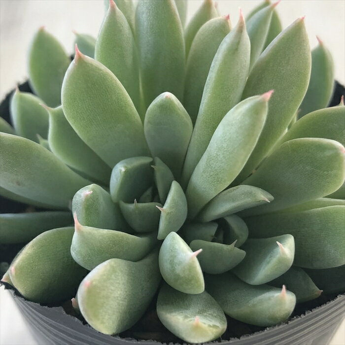 多肉植物 hmエケベリア 月迫のバラ 多肉植物 エケベリア 6cmポットのサムネイル