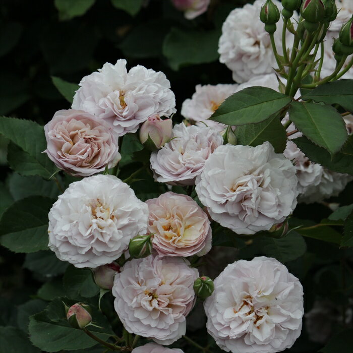 予約販売 バラ 苗 バラ 新苗 ギヨー フローレンス・デルアットル 薔薇 ばら 送料無料 新苗 紫 omms 4月..