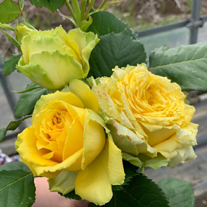 予約販売 バラ 苗 バラ 新苗 禅ローズ ファンタスティック 薔薇 ばら 送料無料 黄色 omms 4月中旬以降..