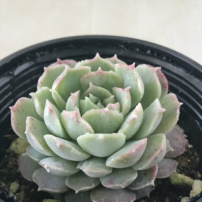 多肉植物 hmエケベリア シャルルローズ 多肉植物 エケベリア 6cmポットのサムネイル