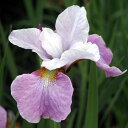 予約販売 シベリアアヤメ 苗 ローズチーク 13.5cmポット 菖蒲 綾目 あやめ 多年草 ガーデニング 花苗 宿根草 imk 11月上旬以降発送