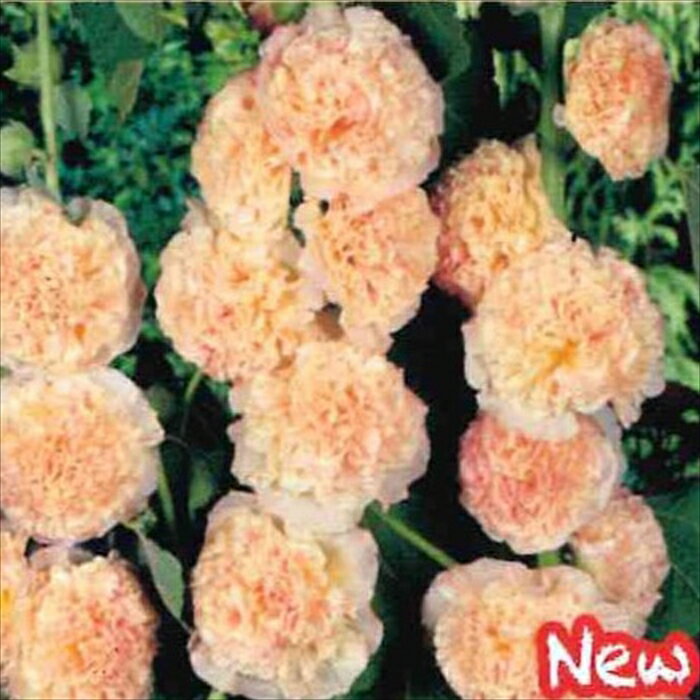 予約販売 宿根草の咲く庭 アルケア ダブルサーモンピンク ホリホック アルセア 宿根草苗 9cmロングポット ガーデニング 多年草 11月中旬以降発送のサムネイル