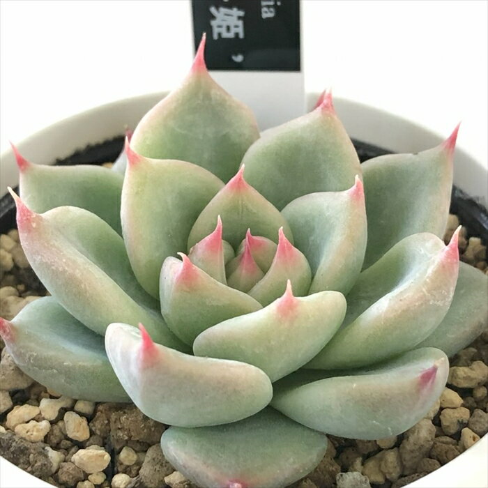 多肉植物 yukエケベリア 瓜子姫 多肉植物 優木園さんの苗 送料無料 エケベリア 6cmポットのサムネイル