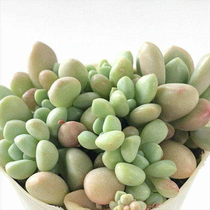 多肉植物 sbグラプトベリア ばらまきアバンギャルド 多肉植物 グラプトベリア 7.5cmポットのサムネイル