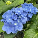 予約販売 アジサイ エメラルド 7.5cmポット ハイドランジア 苗 花苗 苗木 あじさい 紫陽花 stm 10月下旬以降発送