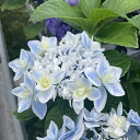 予約販売 アジサイ エルザ 7.5cmポット 加茂 KAMOセレクション ハイドランジア 苗 花苗 苗木 あじさい 紫陽花 stm 10月下旬以降発送