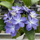 予約販売 アジサイ ノクターン 7.5cmポット 加茂 KAMOセレクション ハイドランジア 苗 花苗 苗木 あじさい 紫陽花 stm 10月下旬以降発送(4)
