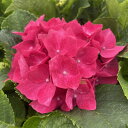 予約販売 アジサイ パリジェンヌ 7.5cmポット ハイドランジア 苗 花苗 苗木 あじさい 紫陽花 stm 10月下旬以降発送