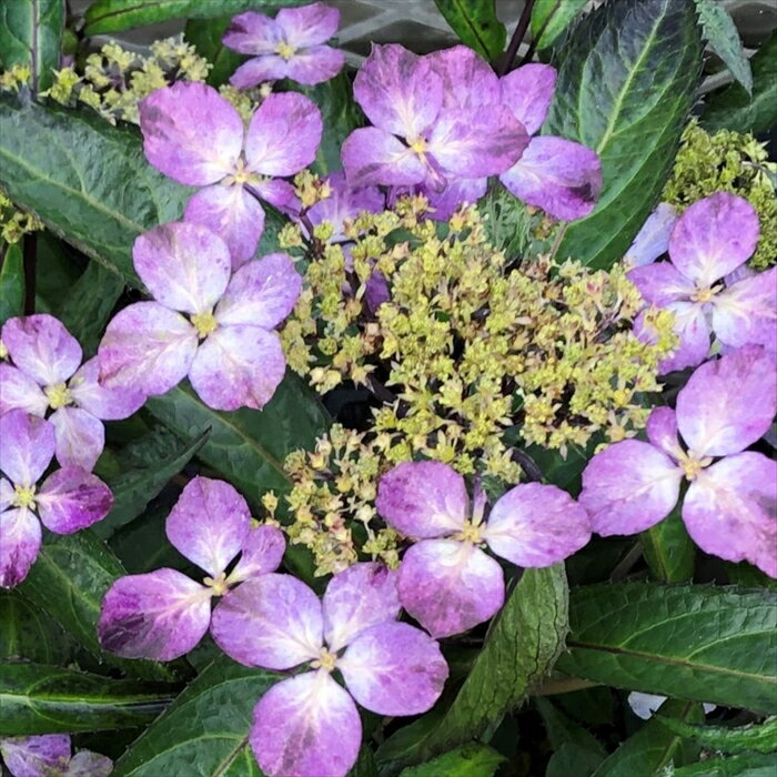 予約販売 山アジサイ 黒竜 9cmポット 苗 花苗 苗木 山あじさい ヤマアジサイ 山紫陽花 far 10月下旬以降発送のサムネイル