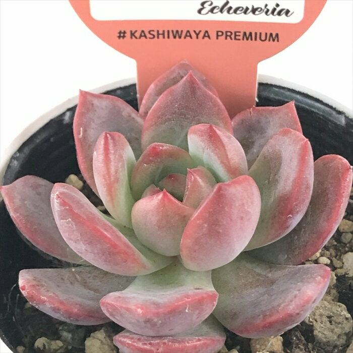 多肉植物 kswエケベリア マドンナ 柏屋商店さん苗 エケベリア 6cmポットのサムネイル
