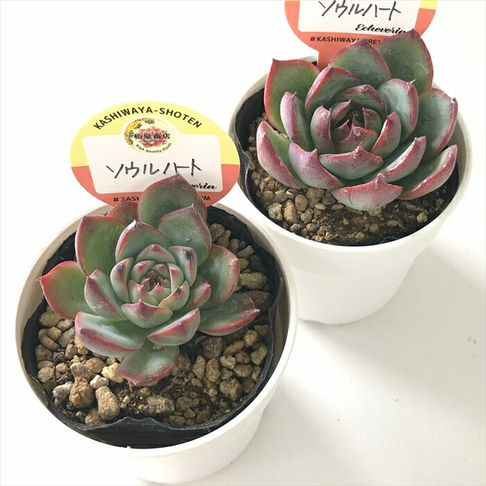 【楽天スーパーセール P5倍】 多肉植物 kswエケベリア ソウルハート 柏屋商店さん苗 エケベリア 6cmポット