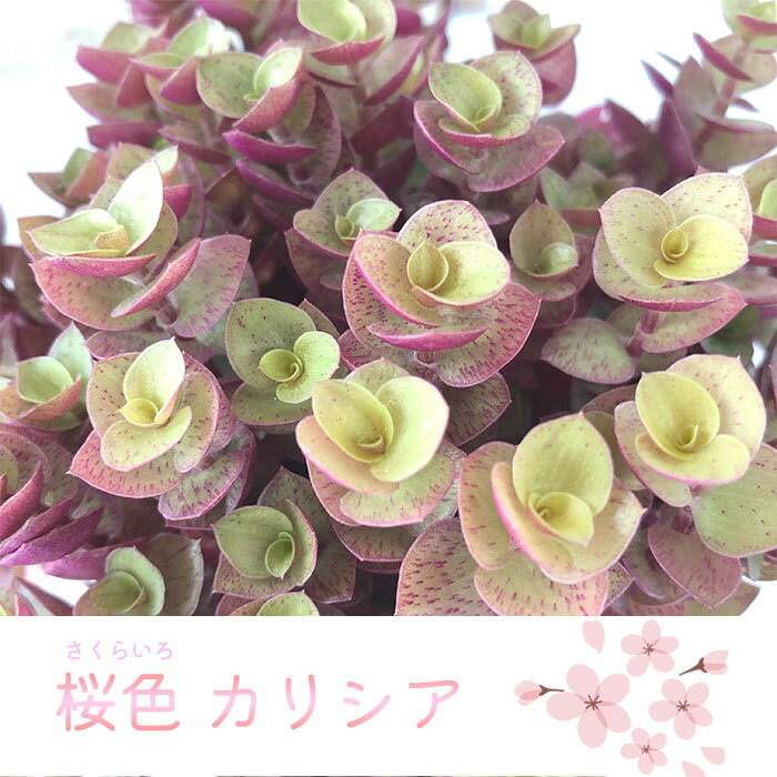 お部屋でかんたん 桜色カリシア 3.5号 カリッシア インテリア おしゃれ 観葉植物