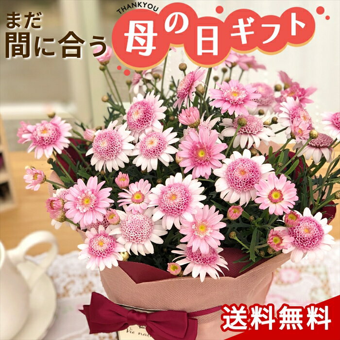 【早割】母の日 2023 マーガレット シェリエメール 5号鉢 送料無料 母の日ギフト 母の日 プレゼント 花 鉢植えのサムネイル