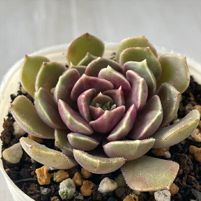 多肉植物 nbエケベリア ブラウンローズ 多肉植物 エケベリア 7.5cmポットのサムネイル