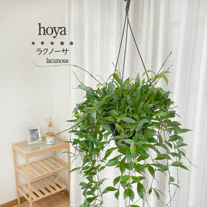 観葉植物 ホヤ ラクノーサ 5号 吊り鉢 吊り下げ ハンギング 送料無料 観葉植物 室内 贈り物 プレゼント インテリア おしゃれ grb