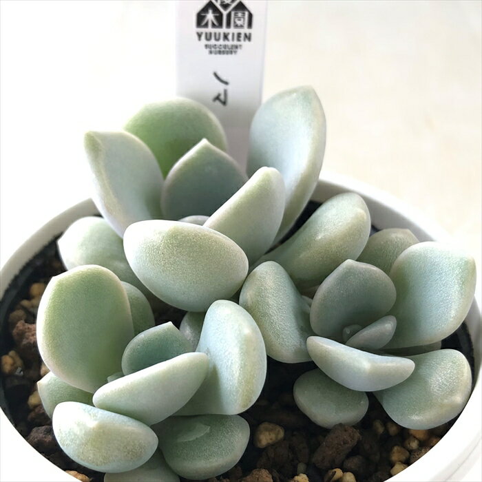 多肉植物 yukエケベリア ノマ 多肉植物 優木園さんの苗 エケベリア 6cmポットのサムネイル