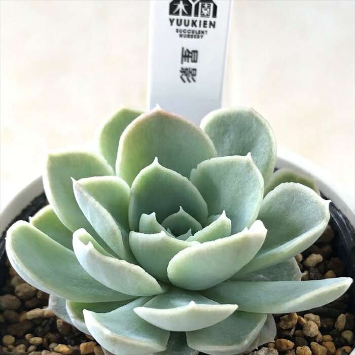 多肉植物 yukエケベリア 星影 多肉植物 優木園さんの苗 エケベリア 6cmポットのサムネイル