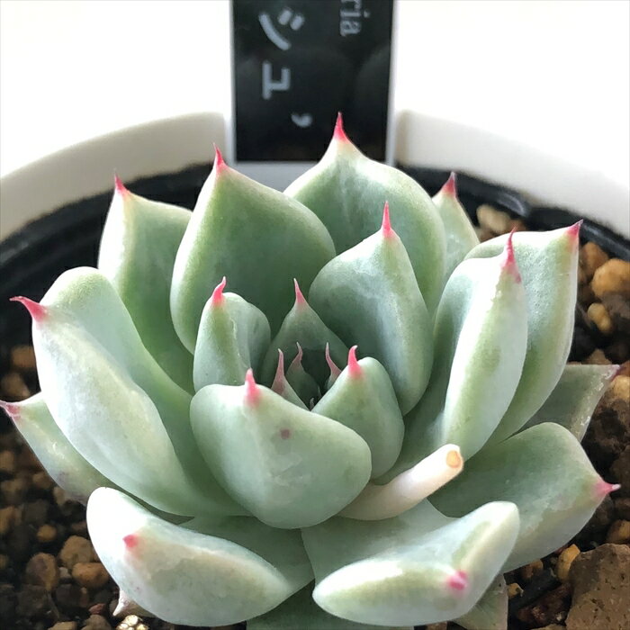 多肉植物 yukエケベリア マッシュ 多肉植物 優木園さんの苗 送料無料 エケベリア 6cmポットのサムネイル