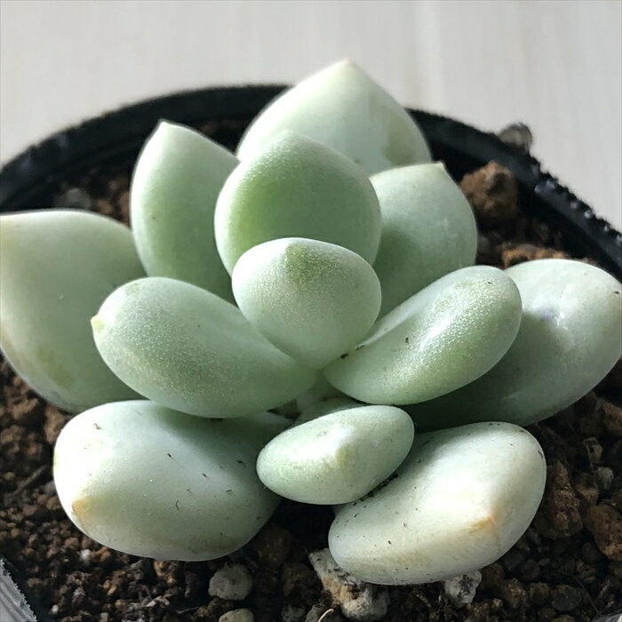 多肉植物 hmエケベリア キューティーピーチ 多肉植物 エケベリア 6cmポットのサムネイル