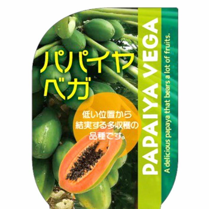 予約販売 パパイヤ ベガ 苗 3.5号ポット トロピカルフルーツ 健康野菜 4月下旬以降発送のサムネイル
