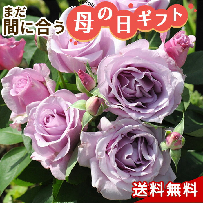 【早割】母の日 2023 ギフト バラ 河本バラ園 夜来香 6号鉢 送料無料 母の日ギフト 母の日 プレゼント バラ 薔薇 イエライシャン 花 鉢植えのサムネイル