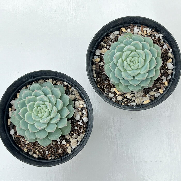 多肉植物 skエケベリア アルバ美尼 多肉植物 エケベリア 7.5cmポット