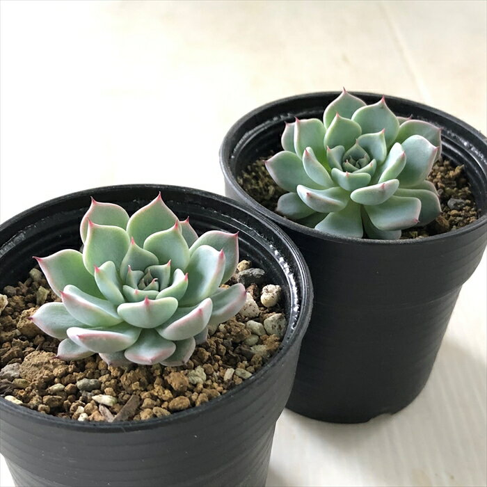 多肉植物 hxエケベリア 黒爪ザラゴーサ×沙羅姫牡丹 多肉植物 エケベリア 6cmポット
